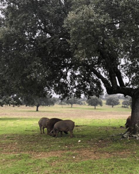 Cerdos ibéricos alimentándose de bellotas en la dehesa