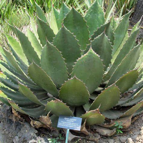 Maguey Cenizo o Cupreata