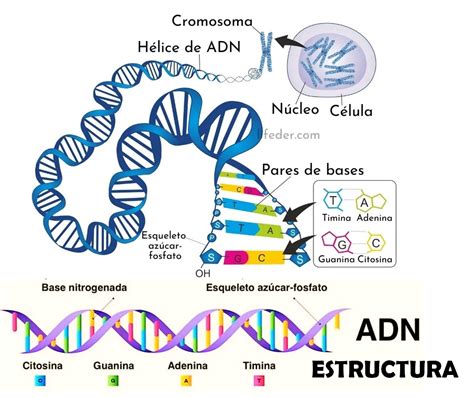 Diagrama de la estructura del ADN y la recombinación genética