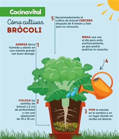 Infografía mostrando cómo aprovechar todas las partes del brócoli