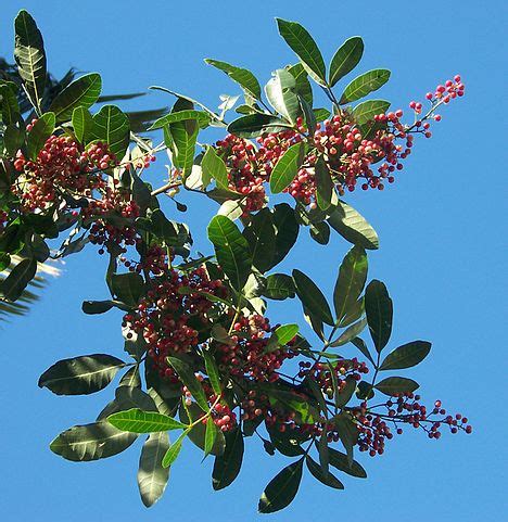 Árbol de pimienta rosa en Kenia