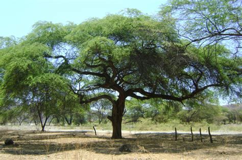Árbol de algarrobo en la costa norte del Perú