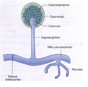 Detalle de la estructura de un esporangio de Rhizopus stolonifer