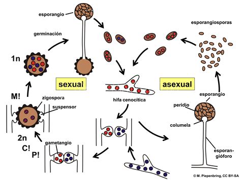 Diagrama del ciclo de vida sexual y asexual de Rhizopus stolonifer