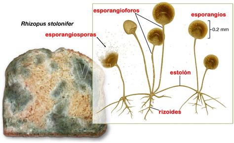 Frutas afectadas por moho Rhizopus stolonifer