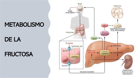 Esquema de la digestión de la fructosa en el intestino