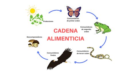 Diagrama de la cadena alimentaria en un ecosistema de río amazónico