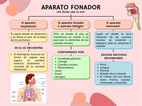 Infografía sobre las partes del aparato fonador
