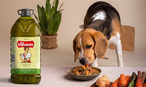 Perro comiendo aceite de salmón