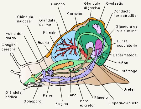 Anatomía de un caracol pulmonado terrestre