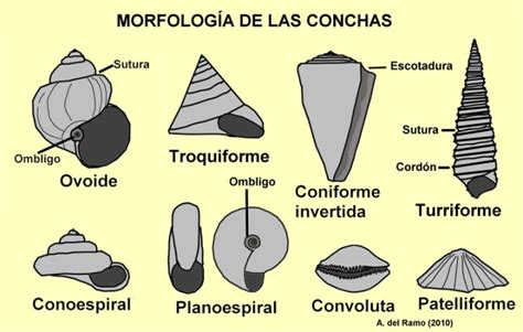 Diversidad de conchas de gasterópodos