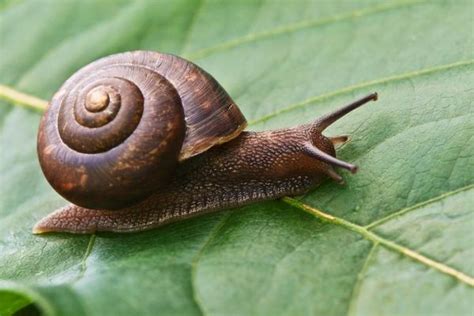Ilustración de un caracol terrestre arrastrándose