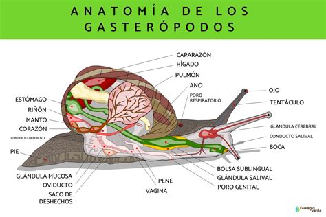 Esquema de la clasificación de los gasterópodos