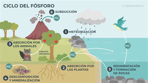 Diagrama del ciclo de nutrientes del fósforo en el suelo y la planta
