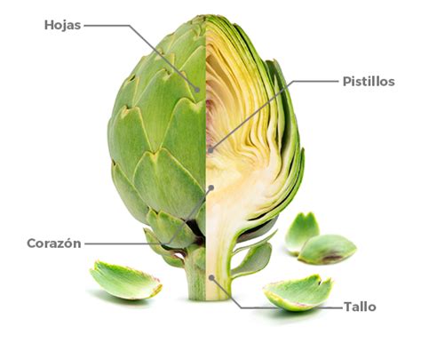 Partes de la alcachofa