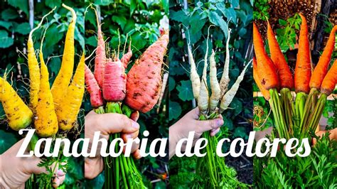 Historia del color de las zanahorias