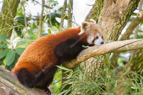 Fotografía de un panda rojo