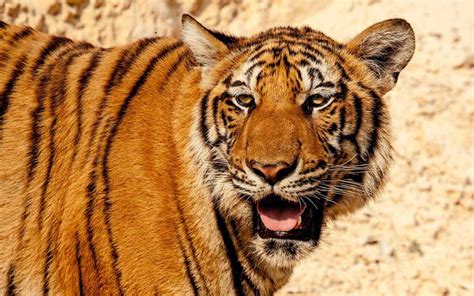 Fotografía de un tigre del Sur de China