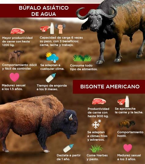Esquema de la clasificación de los búfalos de agua