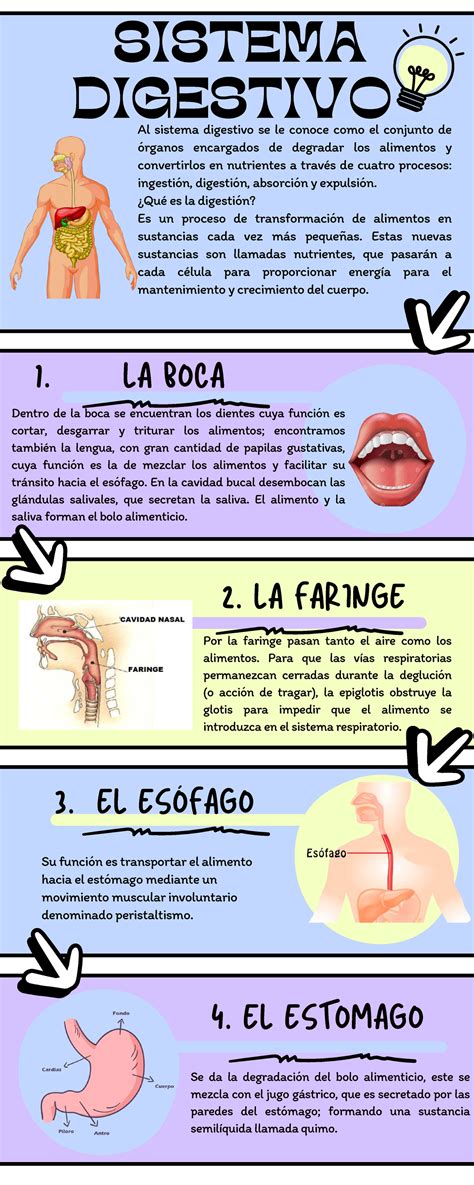infografía sobre el sistema digestivo del bebé