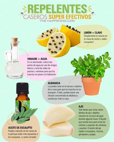 Planta de albahaca como repelente natural de moscas