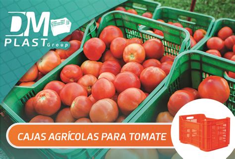 Ventilación constante en cajas de transporte de tomates