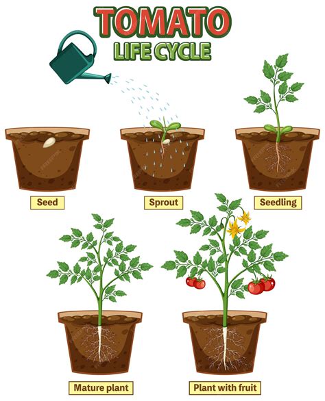 Esquema del ciclo de vida de la planta de tomate