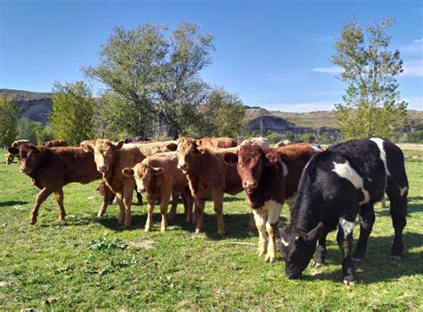 Terneras pastando en el Parque Agroecológico Soto del Grillo