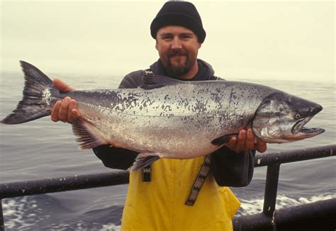 Técnicas de pesca de salmón: mosca y cucharilla