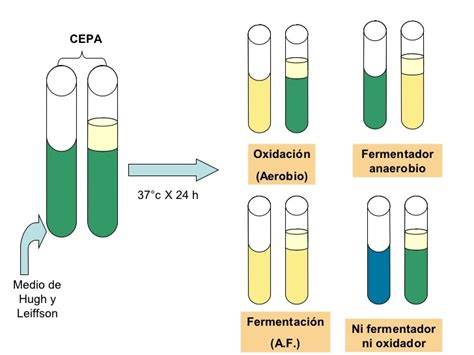 Resultados de la prueba O-F mostrando bacterias fermentadoras y no fermentadoras