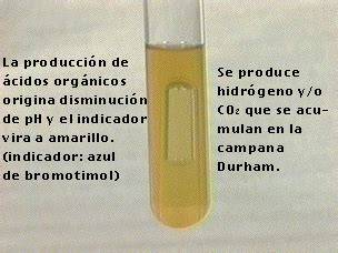 Prueba de fermentación de carbohidratos con indicador y campanita Durham