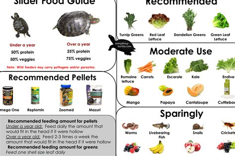 Tabla comparativa de alimentos para tortugas terrestres