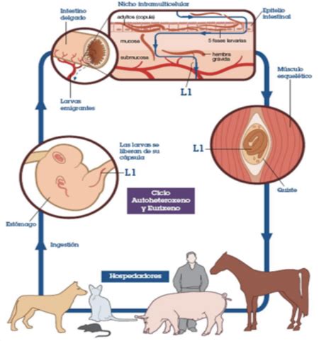 Ciclo de vida del parásito Trichinella