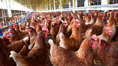 Gallinas ponedoras en una granja