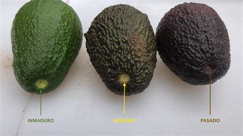 Zanahorias frescas y un aguacate maduro