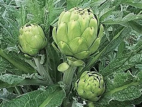 Planta de alcachofa 'Green Globe' con hojas grandes y verdes