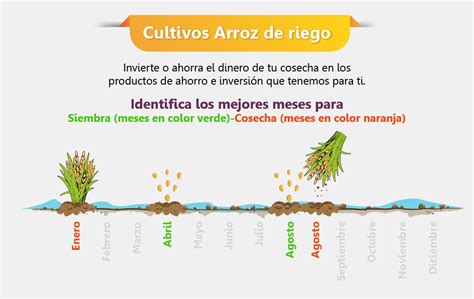 Infografía sobre la importancia del riego en el cultivo de arroz