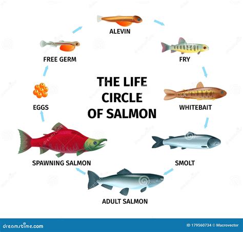 Ciclo de vida del salmón