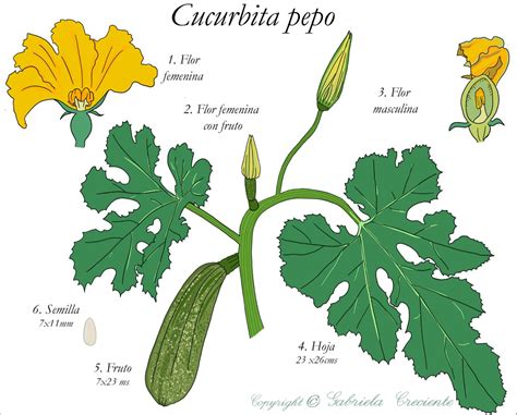 Ilustración botánica de Cucurbita ficifolia con detalles de hoja, flor y fruto.
