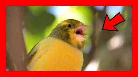 Canario cantando