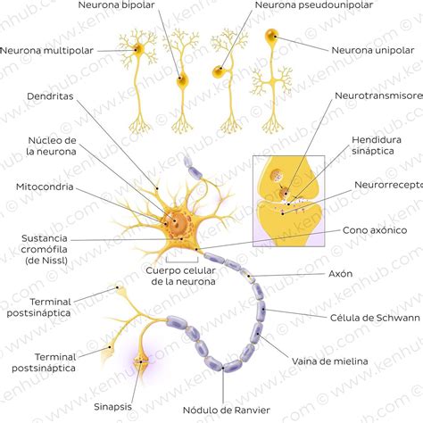 Esquema de las partes de un alicate elastrador