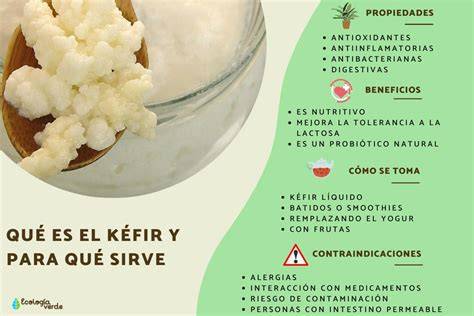 Granos de kéfir bajo el microscopio
