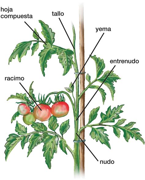 Ilustración de un árbol de tomate de árbol con frutos colgando