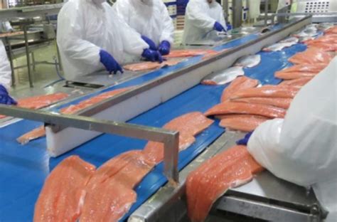 Proceso de fileteado de salmón en una planta de procesamiento