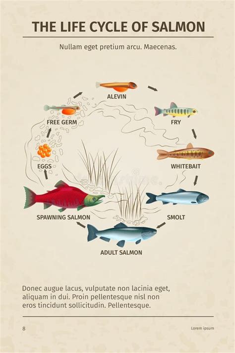 Diagrama del ciclo de vida del salmón