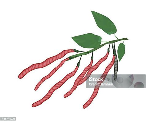 Planta de alubia roja