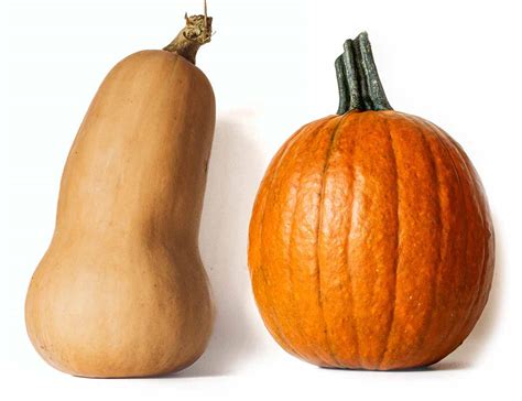 Ilustración comparativa de pumpkin y butternut squash