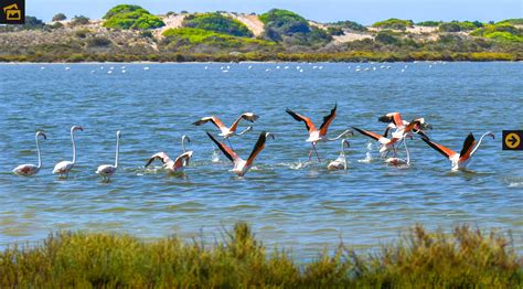 Flamencos en el Paraje Natural Punta Entinas Sabinar