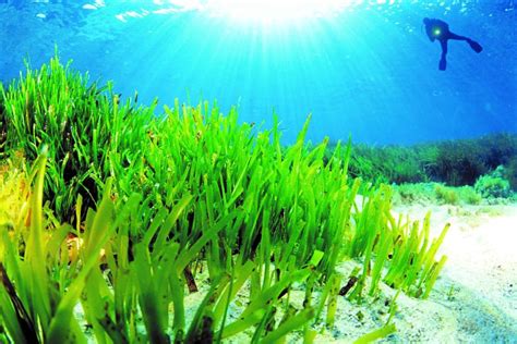 Buceo en la pradera de Posidonia de Roquetas de Mar