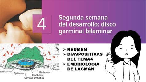 Comparación de disco germinal fértil e infértil